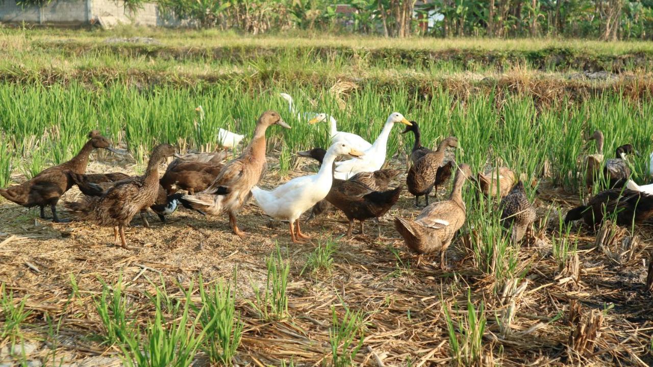 ヴィラ ダユマ ウブド エクステリア 写真